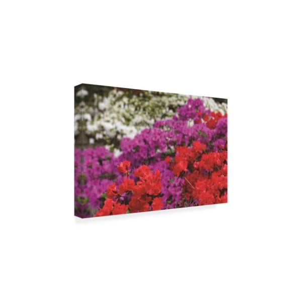 Kurt Shaffer Photographs 'Red, Purple And White Azaleas' Canvas Art,12x19